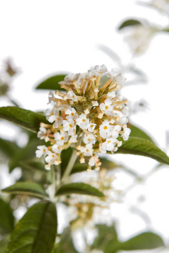 BUDDLEJA DAVIDII – FIORE BIANCO