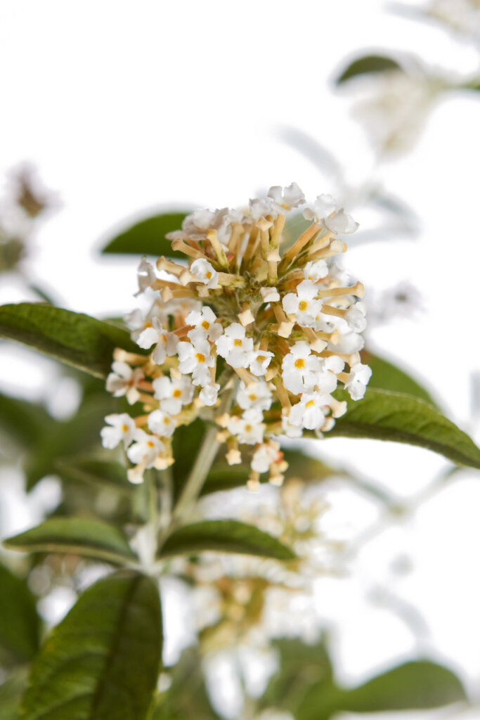 BUDDLEJA DAVIDII – FIORE BIANCO