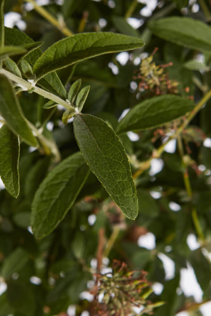 BUDDLEJA DAVIDII – FIORE BIANCO