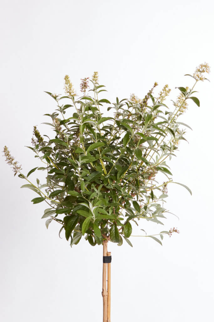 BUDDLEJA DAVIDII – FIORE BIANCO