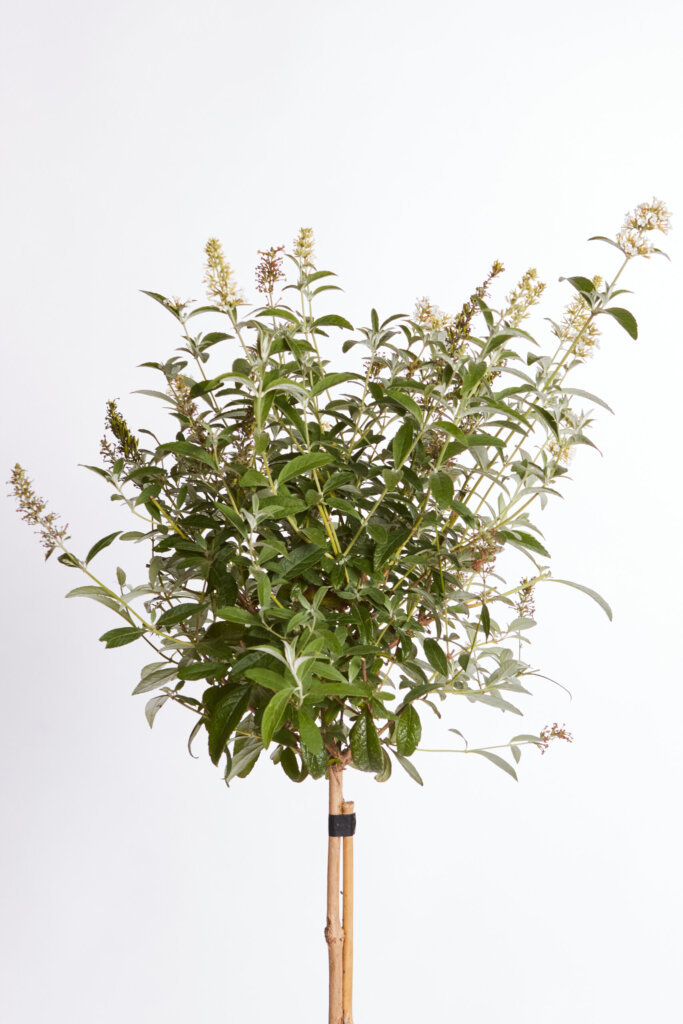 BUDDLEJA DAVIDII – FIORE BIANCO