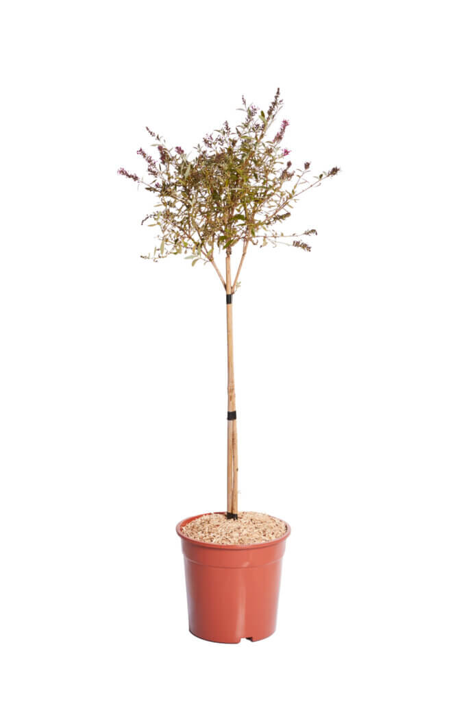 BUDDLEJA DAVIDII – FIORE FUCSIA