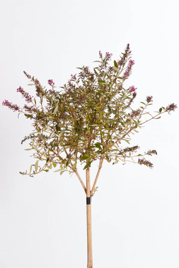BUDDLEJA DAVIDII – FIORE FUCSIA