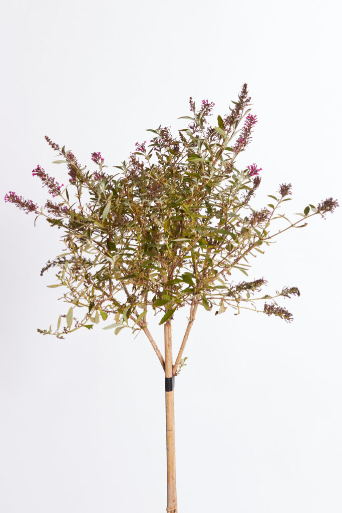 BUDDLEJA DAVIDII – FIORE FUCSIA