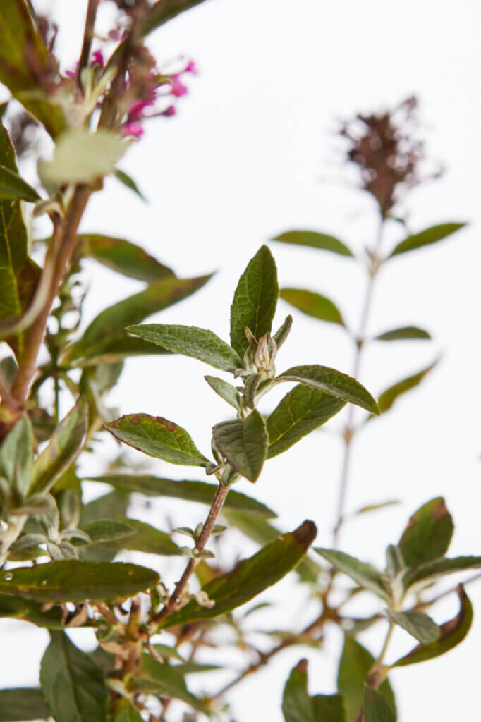 BUDDLEJA DAVIDII – FIORE FUCSIA