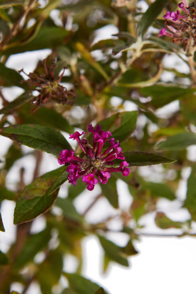 BUDDLEJA DAVIDII – FIORE FUCSIA