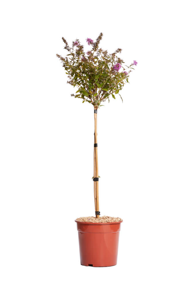 BUDDLEJA DAVIDII – FIORE ROSA
