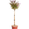 BUDDLEJA DAVIDII "BUTTERFLY CANDY LITTLE" PINK
