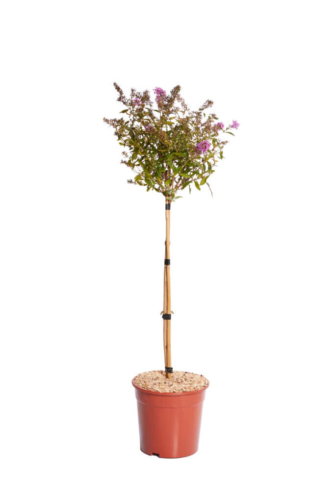 BUDDLEJA DAVIDII “BUTTERFLY CANDY LITTLE” PINK