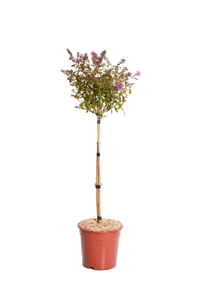 BUDDLEJA DAVIDII “BUTTERFLY CANDY LITTLE” PINK