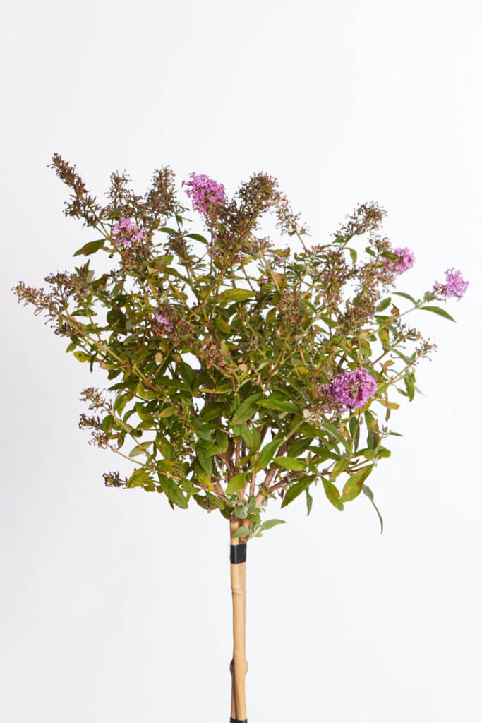 BUDDLEJA DAVIDII – FIORE ROSA