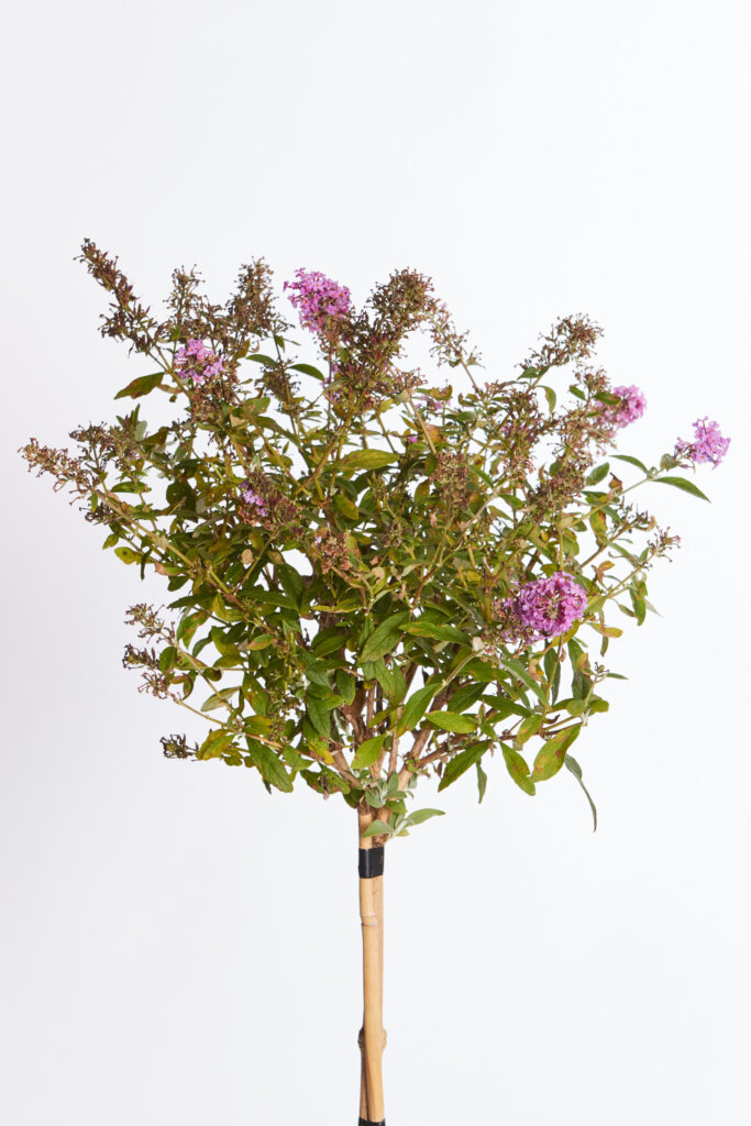 BUDDLEJA DAVIDII – FIORE ROSA