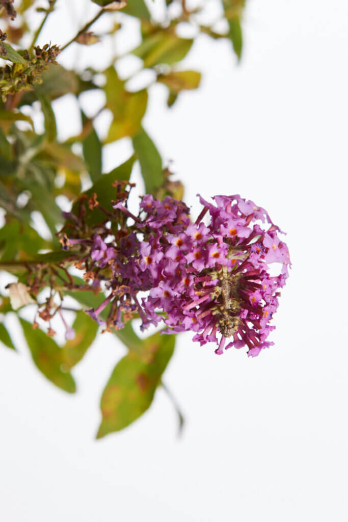 BUDDLEJA DAVIDII – FIORE ROSA
