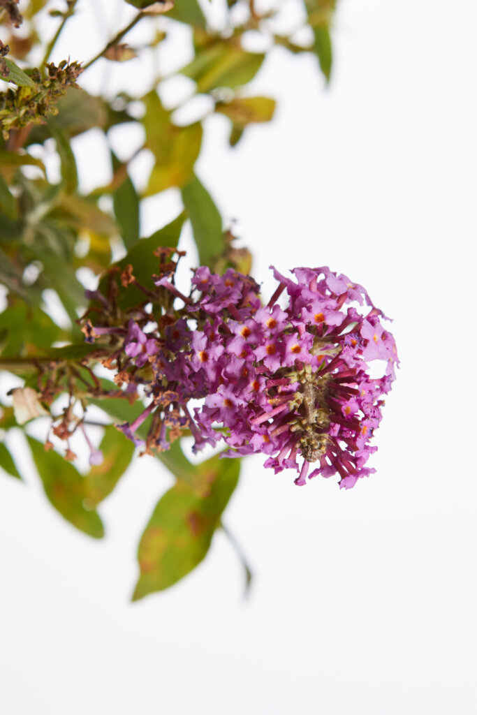 BUDDLEJA DAVIDII – FIORE ROSA