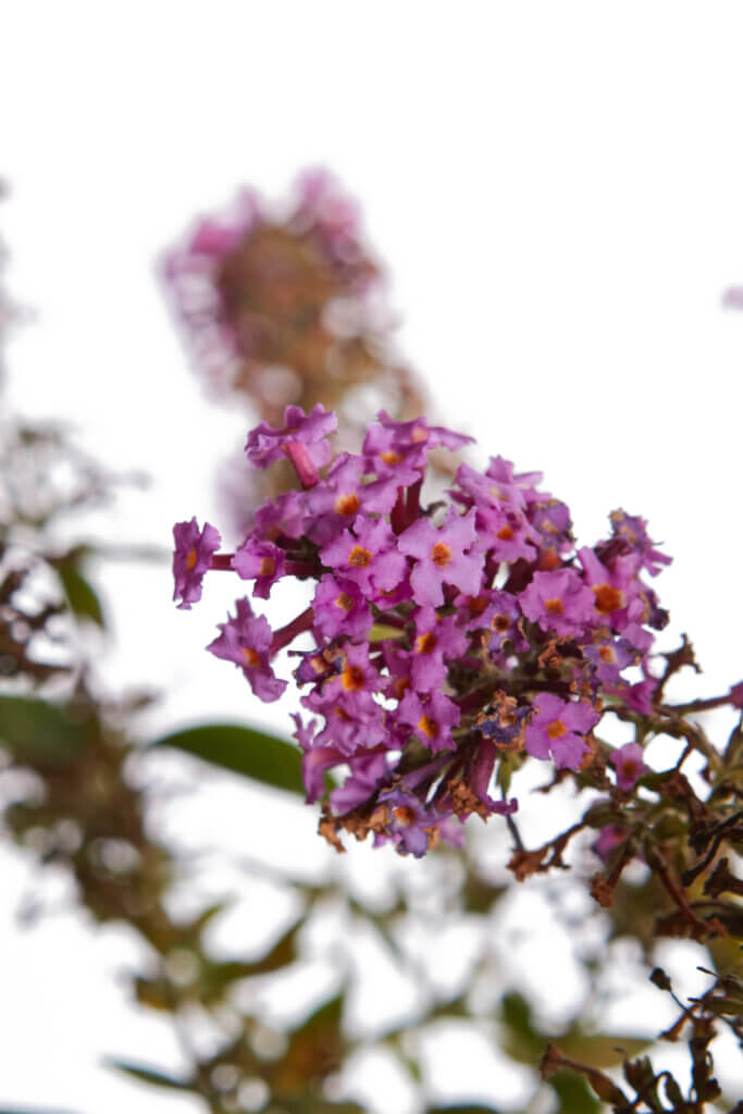 BUDDLEJA DAVIDII “BUTTERFLY CANDY LITTLE” PINK