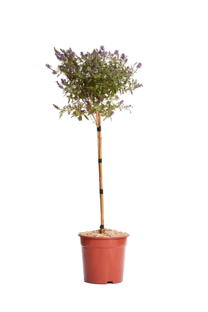 BUDDLEJA DAVIDII “BUTTERFLY CANDY LITTLE” PURPLE