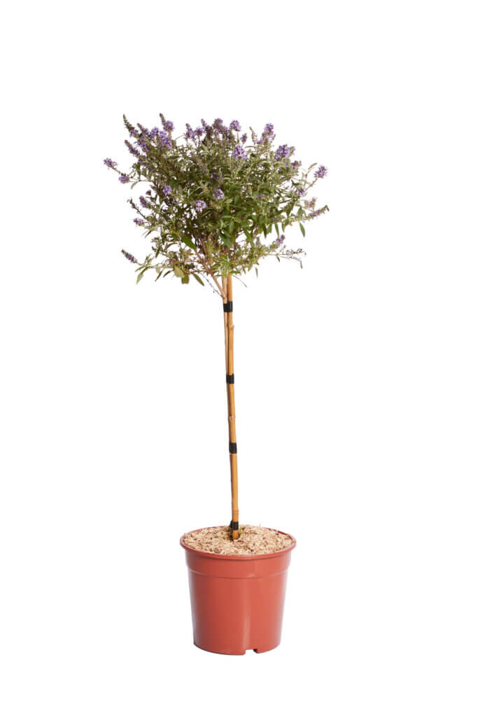 BUDDLEJA DAVIDII “BUTTERFLY CANDY LITTLE” PURPLE