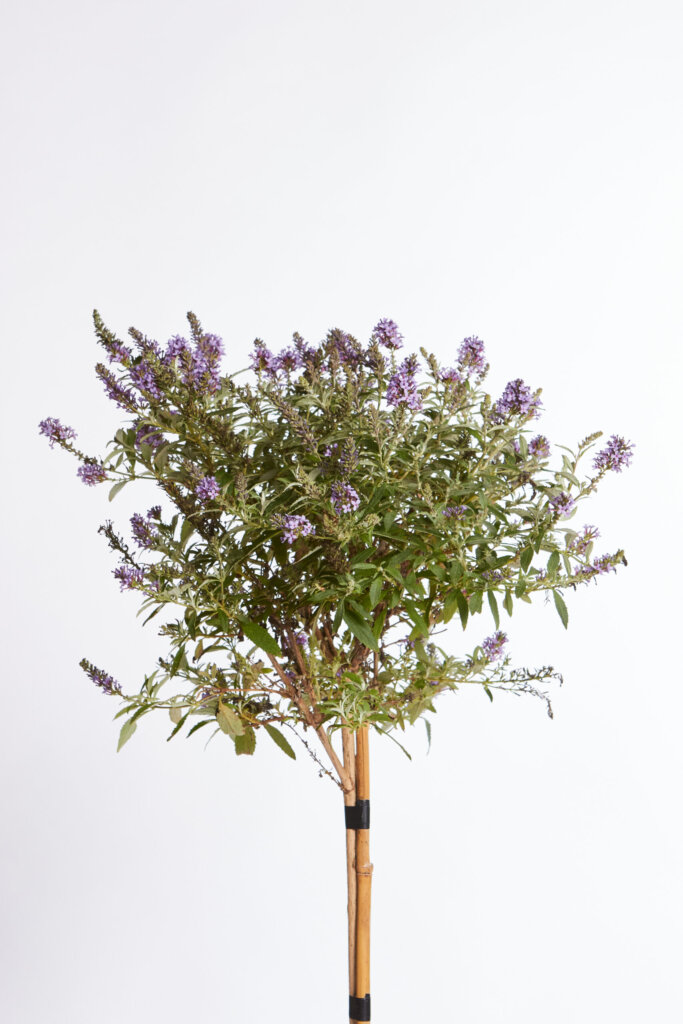 BUDDLEJA DAVIDII – FIORE BLU