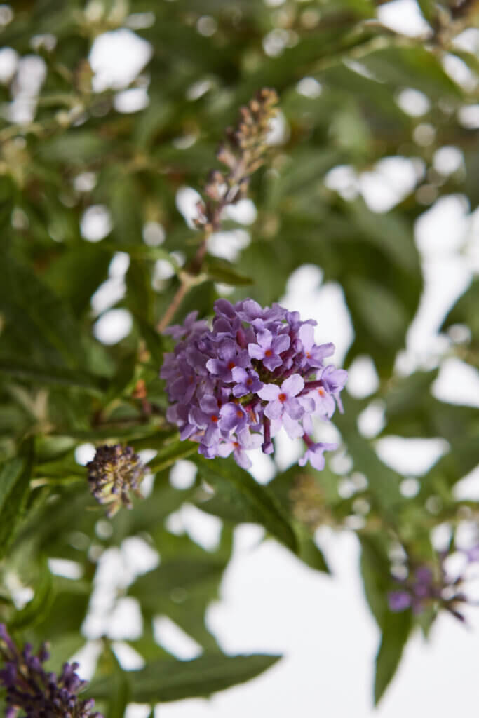 BUDDLEJA DAVIDII – FIORE BLU