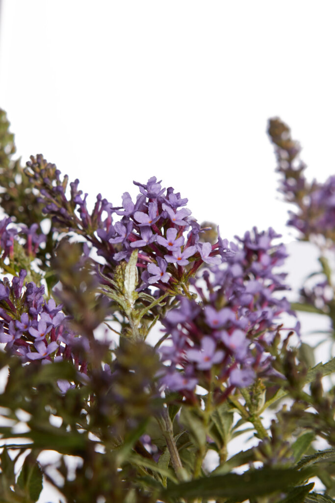 BUDDLEJA DAVIDII – FIORE BLU