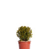 BUXUS MICROPH. FAULKNER