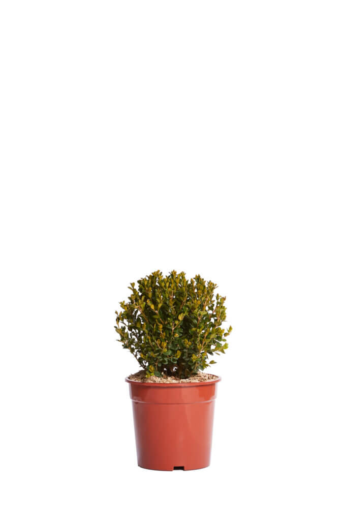 BUXUS MICROPH. FAULKNER