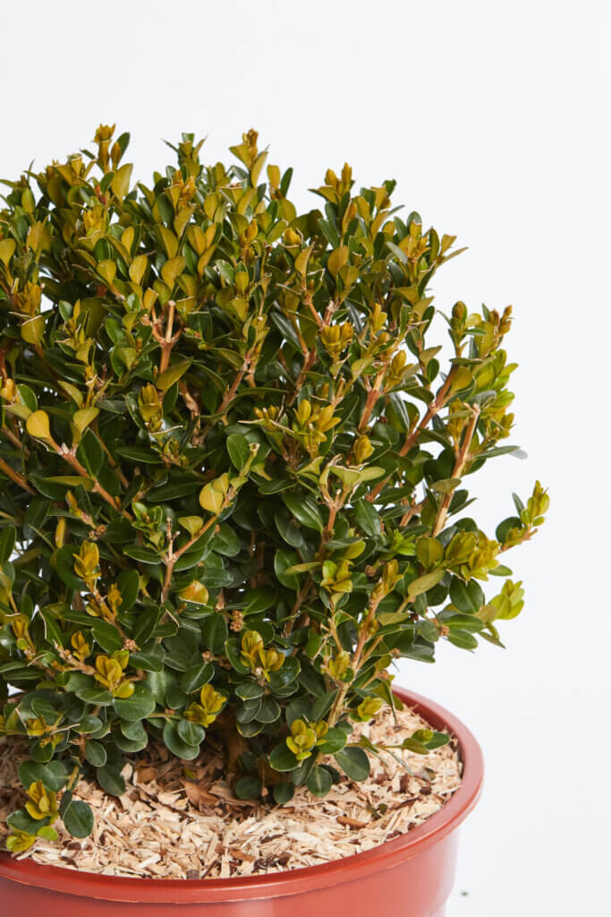 BUXUS MICROPH. FAULKNER