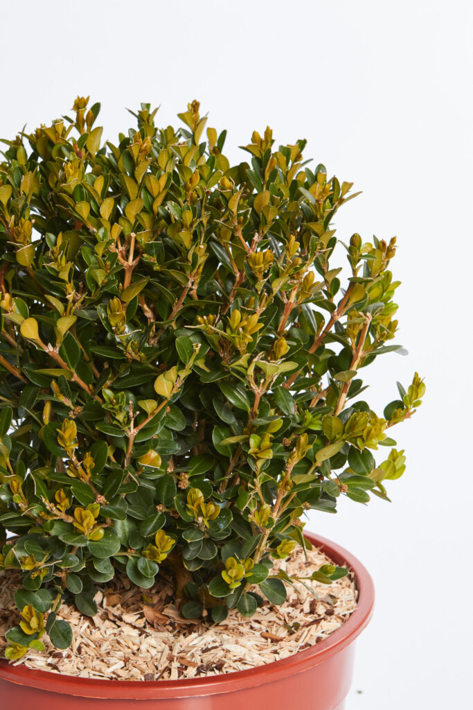 BUXUS MICROPH. FAULKNER
