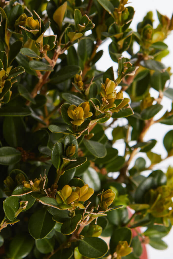 BUXUS MICROPH. FAULKNER