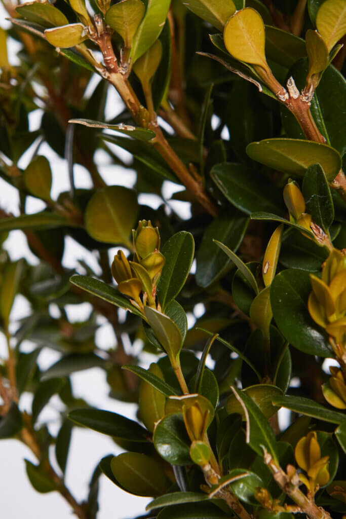 BUXUS MICROPH. FAULKNER
