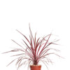 CORDYLINE SOUTHERN SPLENDOR