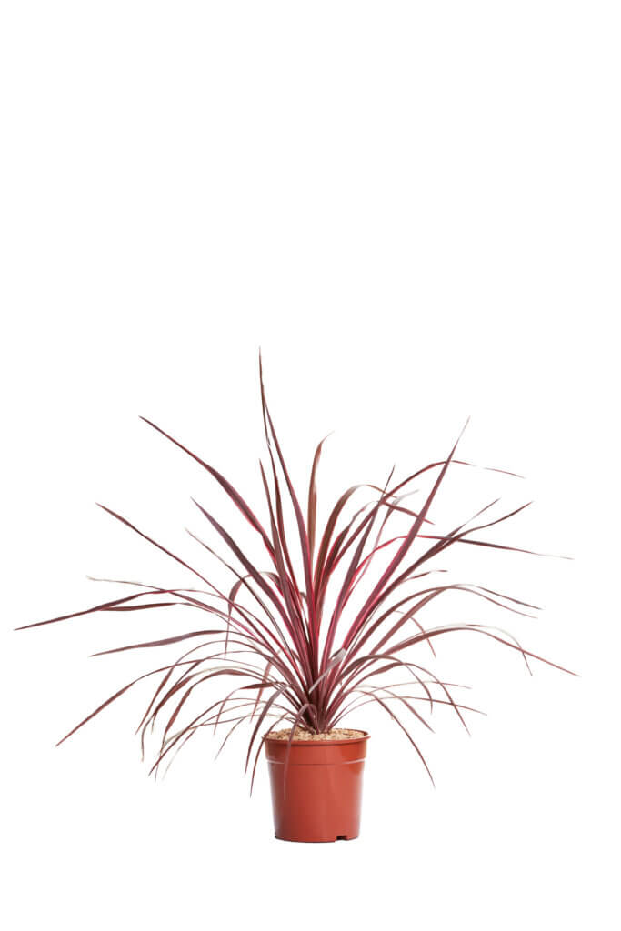 CORDYLINE SOUTHERN SPLENDOR