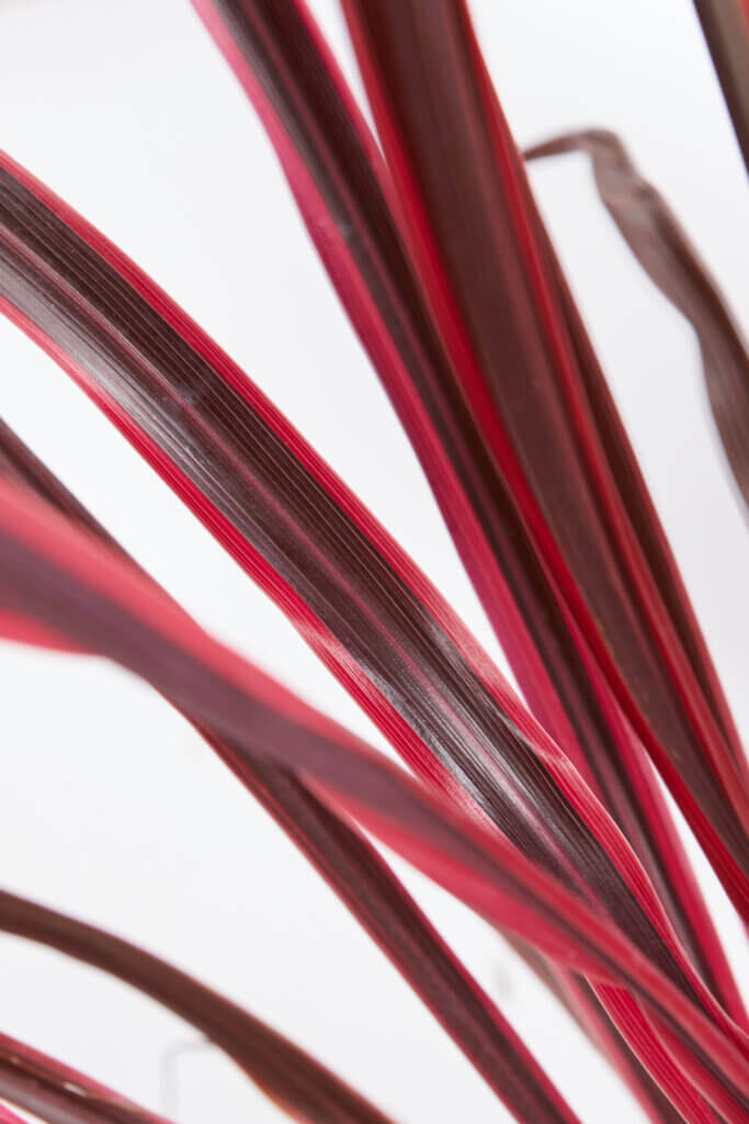 CORDYLINE SOUTHERN SPLENDOR