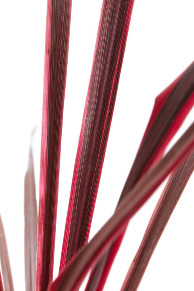 CORDYLINE SOUTHERN SPLENDOR