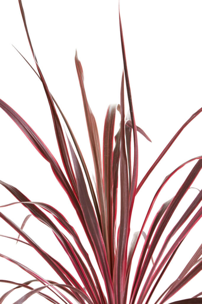 CORDYLINE SOUTHERN SPLENDOR