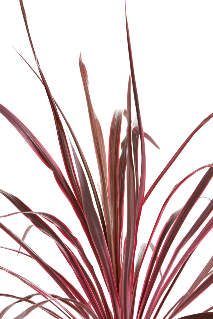 CORDYLINE SOUTHERN SPLENDOR
