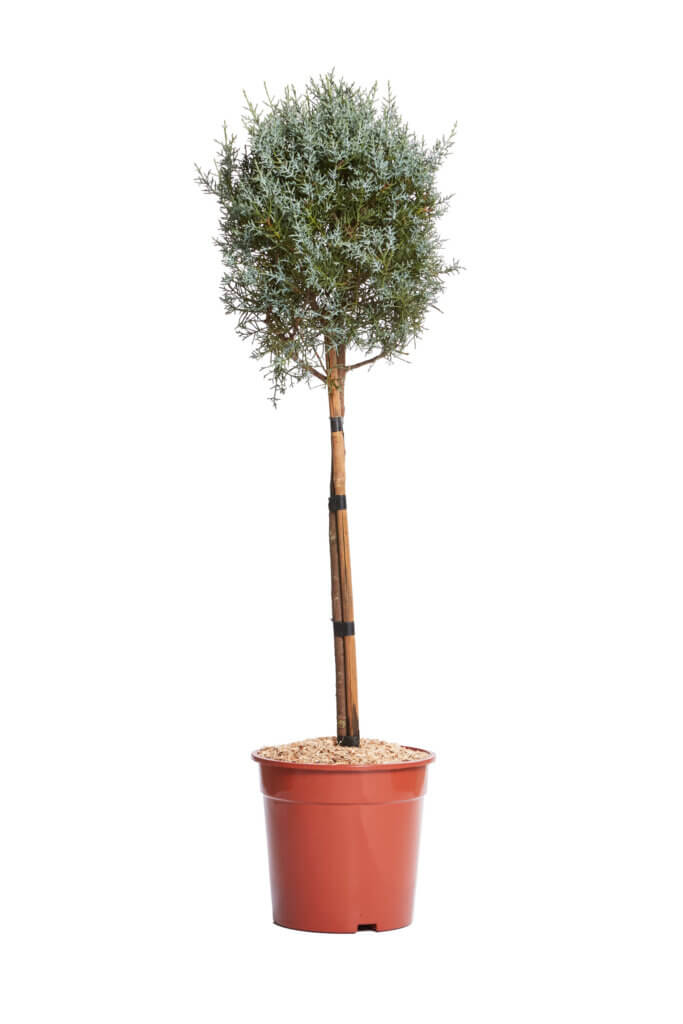 CUPRESSUS ARIZONICA FASTIGIATA