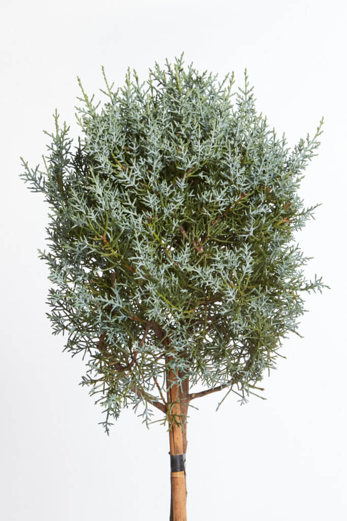 CUPRESSUS ARIZONICA FASTIGIATA