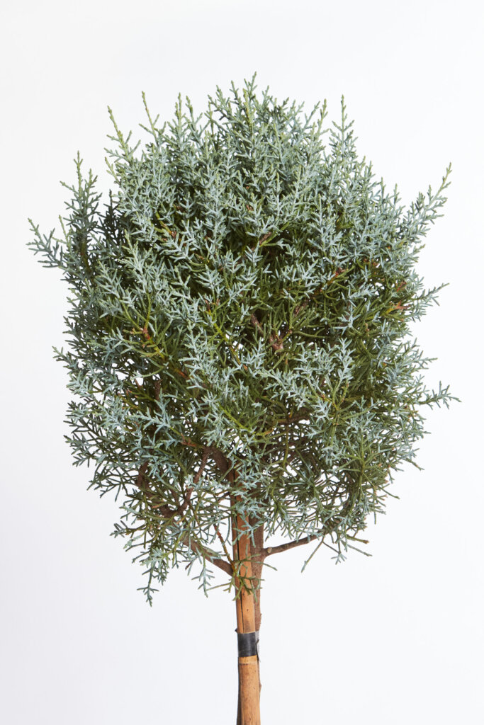 CUPRESSUS ARIZONICA FASTIGIATA