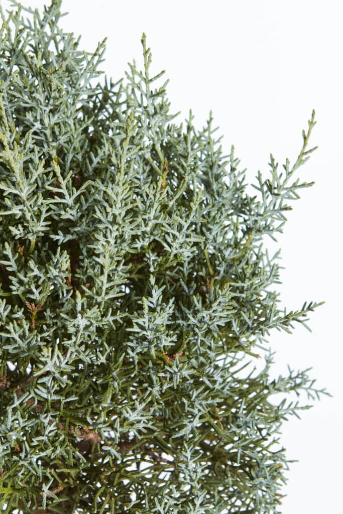 CUPRESSUS ARIZONICA FASTIGIATA