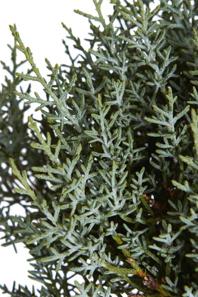 CUPRESSUS ARIZONICA FASTIGIATA