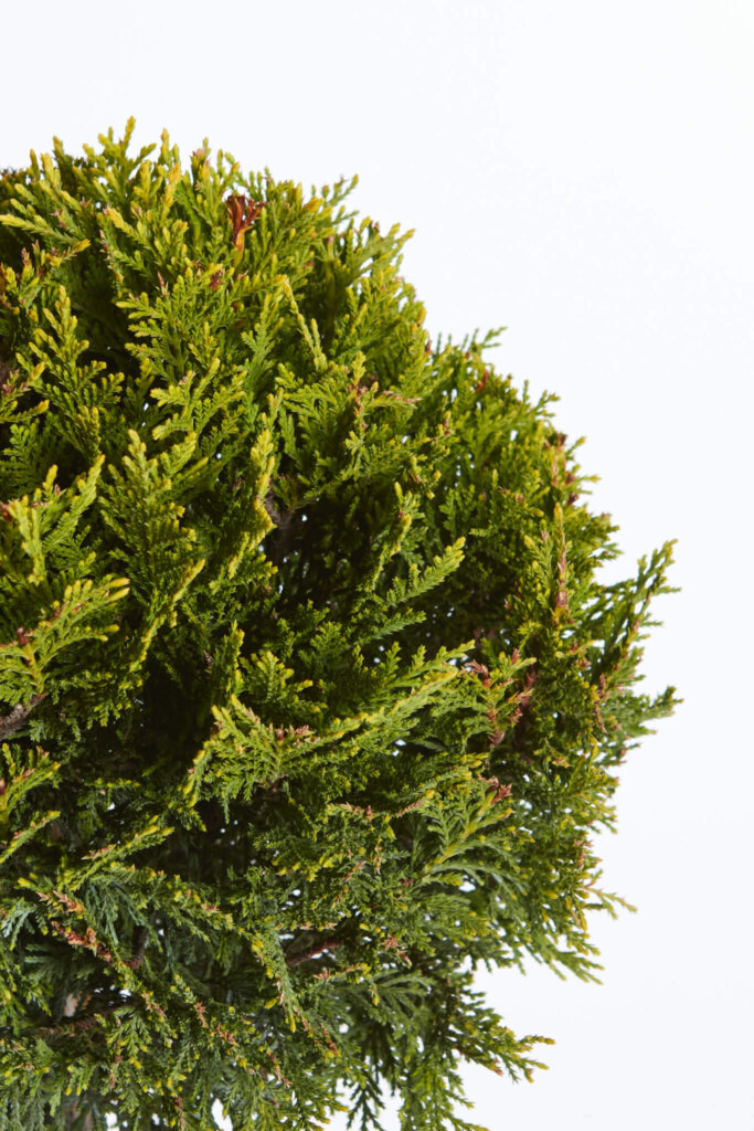 XCUPRESSOCYPARIS LEYLANDII PYRAMIDALIS “AUREA”