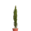 CUPRESSUS SEMPERVIRENS TOTEM