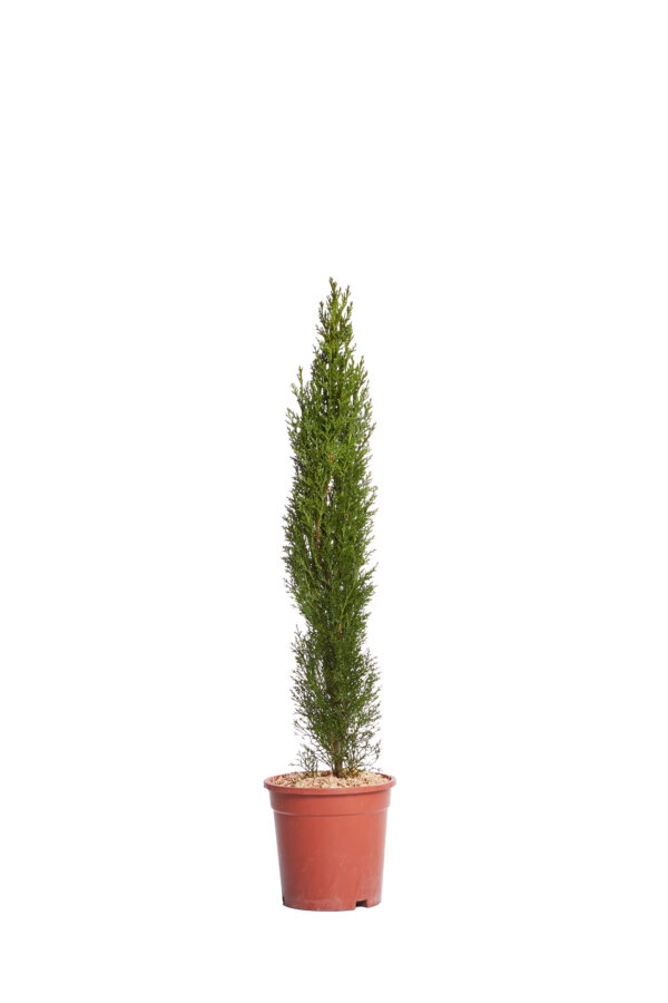 CUPRESSUS SEMPERVIRENS TOTEM