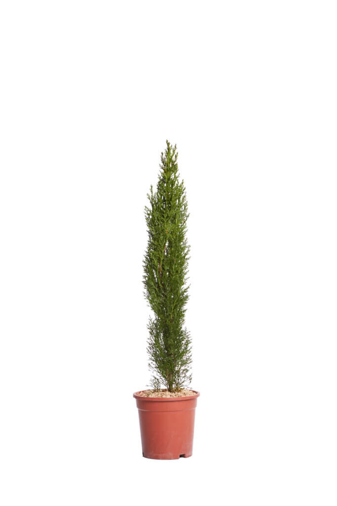 CUPRESSUS SEMPERVIRENS TOTEM