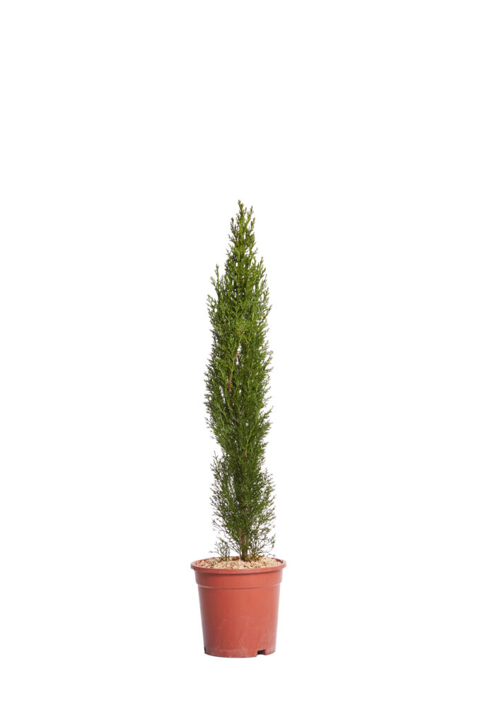 CUPRESSUS SEMPERVIRENS TOTEM