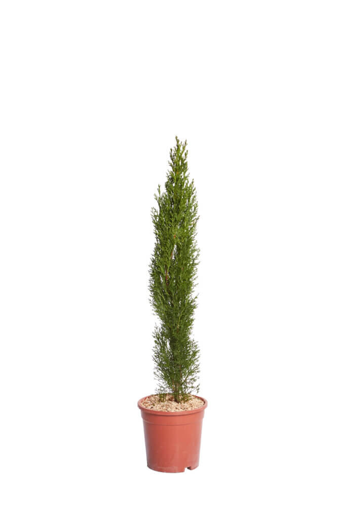 CUPRESSUS SEMPERVIRENS TOTEM