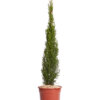 CUPRESSUS SEMPERVIRENS TOTEM