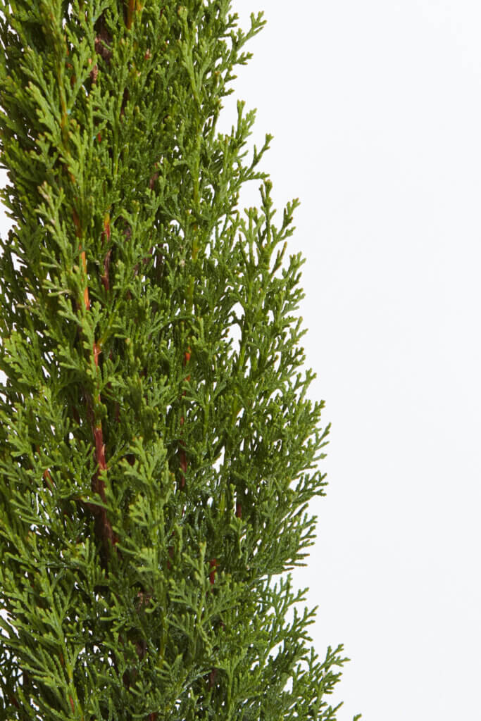 CUPRESSUS SEMPERVIRENS TOTEM