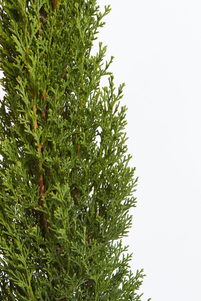 CUPRESSUS SEMPERVIRENS TOTEM